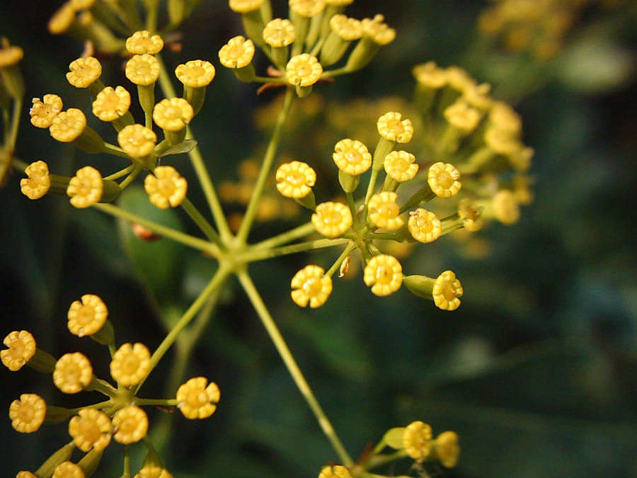 Image of Bupleurum fruticosum specimen.