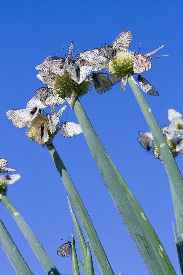 Изображение особи Allium altaicum.