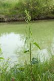 Rumex aquaticus. Цветущее растение на берегу реки. Ленинградская обл., Гатчинский р-н, окр. пос. Пудость, берег р. Ижора, разнотравно-злаковый луг. 19.07.2016.