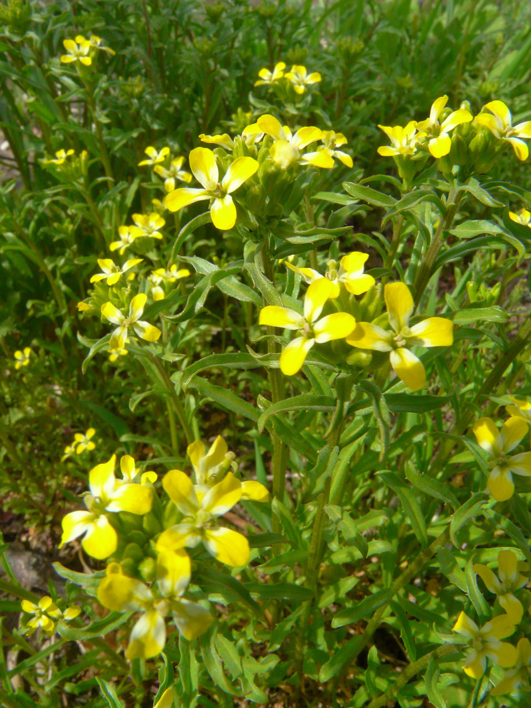 Image of Erysimum repandum specimen.