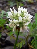 Trifolium repens. Соцветие. Приморский край, о. Русский, песчано-галечный берег мыса Поспелова. 01.08.2016.