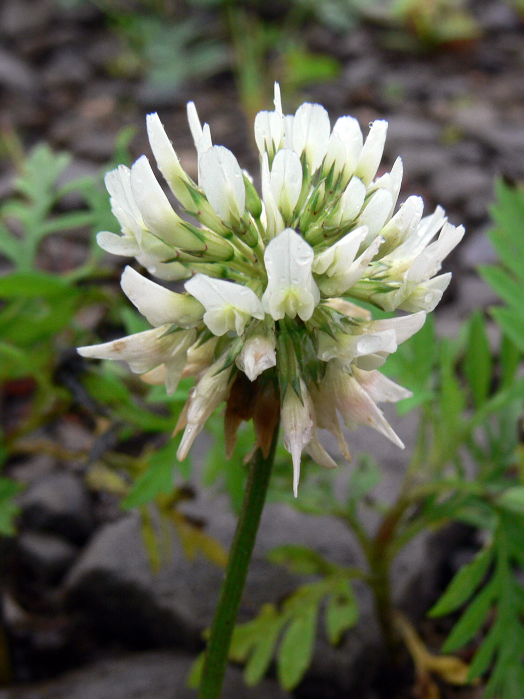 Image of Trifolium repens specimen.