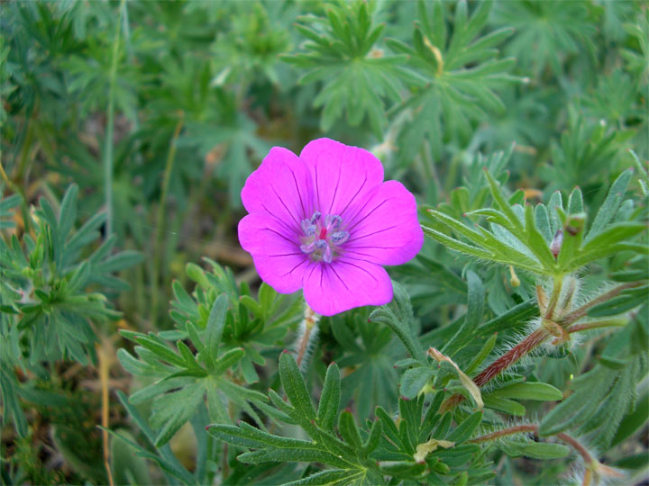 Image of Geranium sanguineum specimen.