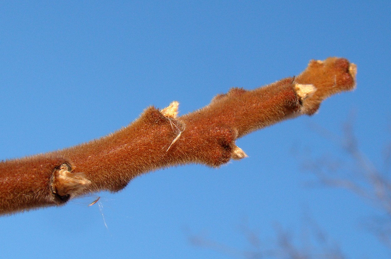 Image of Rhus typhina specimen.