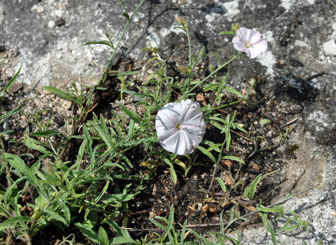 Изображение особи Convolvulus cantabrica.