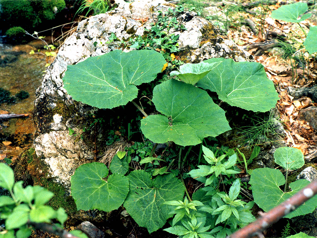 Image of Tussilago farfara specimen.