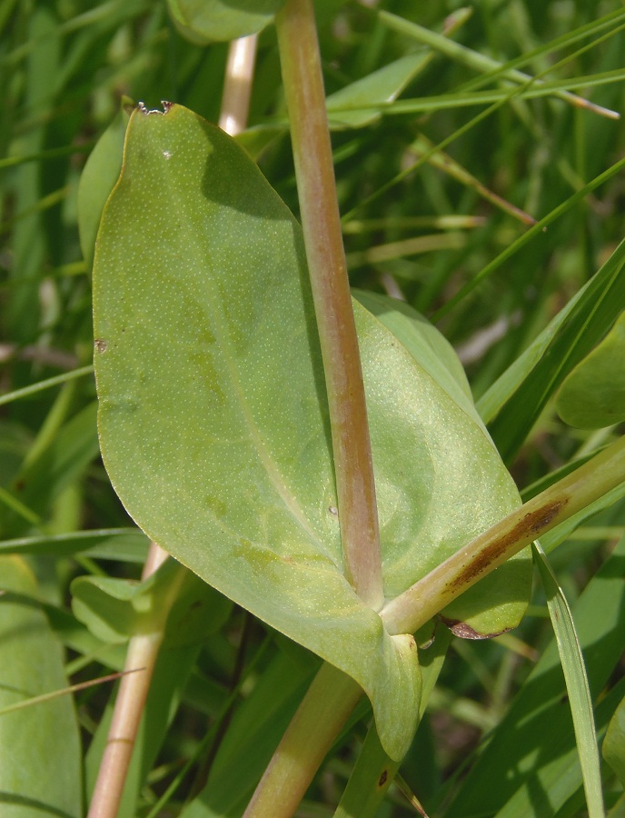 Изображение особи Cerinthe minor.