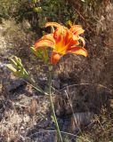Hemerocallis fulva. Верхушка побега с цветками и бутонами. Украина, г. Запорожье, балка Березноватая, западный край, возле дороги, свалка. 25.06.2016.