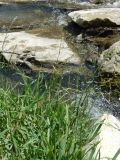 Glyceria notata