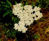 Achillea nobilis