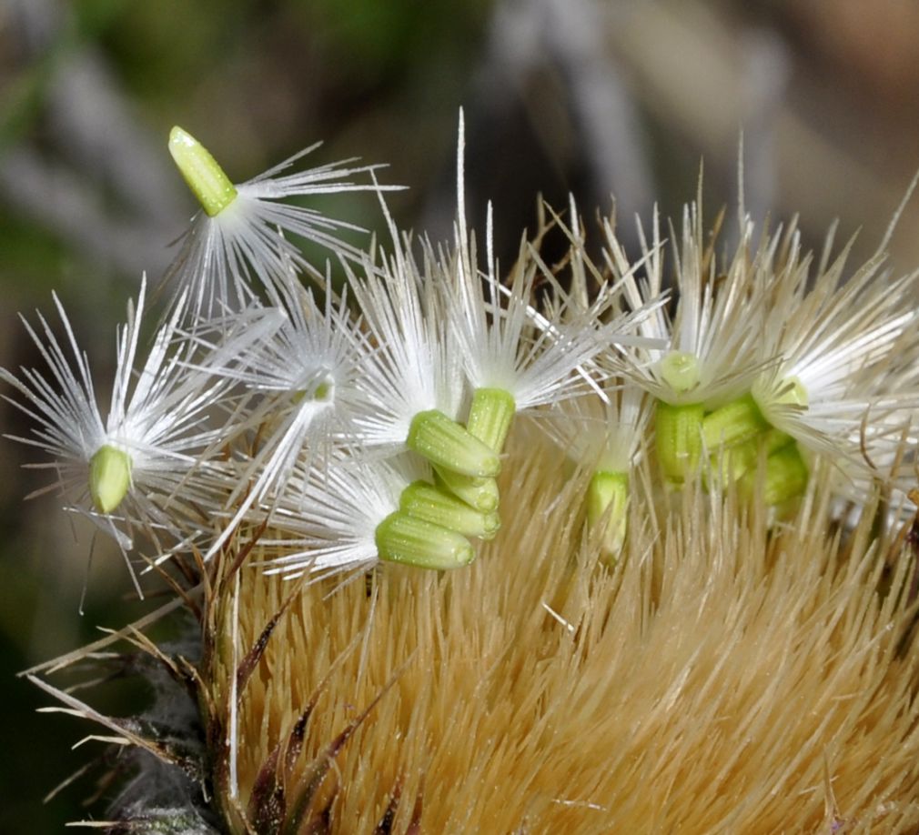 Image of Jurinea mollis specimen.