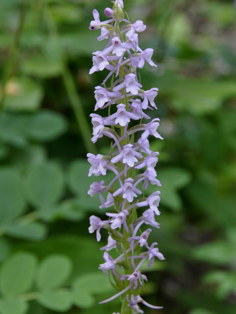 Image of Gymnadenia conopsea specimen.