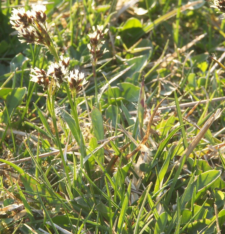 Image of Luzula campestris specimen.