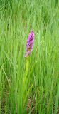 Dactylorhiza incarnata. Цветущее растение. Нижегородская обл., Починковский р-н, окр. с. Новоспасское, сырое понижение вдоль автомобильной дороги Починки - Маресево. 6 июня 2015 г.