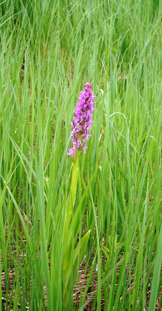 Изображение особи Dactylorhiza incarnata.