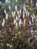 Polytrichum juniperinum