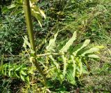 Pastinaca sylvestris