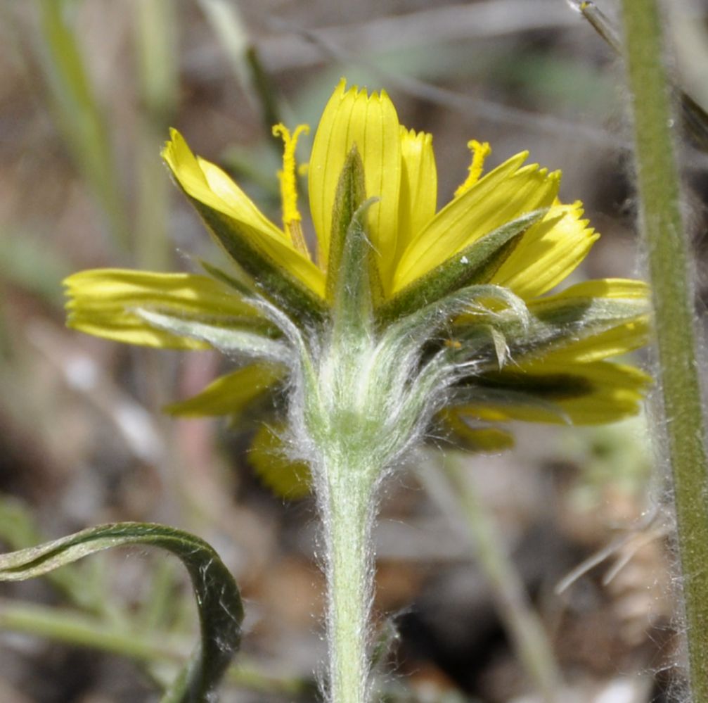 Image of Scorzonera sublanata specimen.