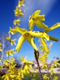 genus Forsythia