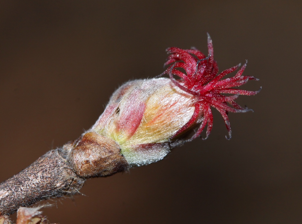 Image of Corylus mandshurica specimen.