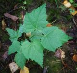 Tilia cordata