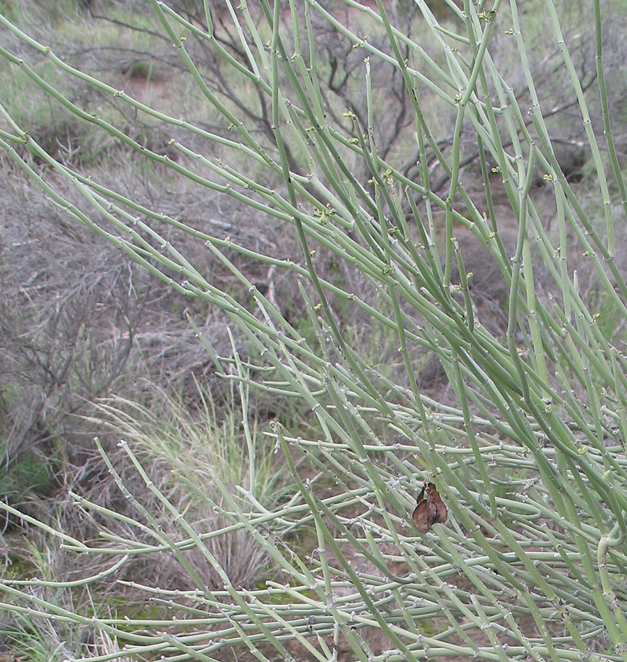 Image of Bulnesia retama specimen.