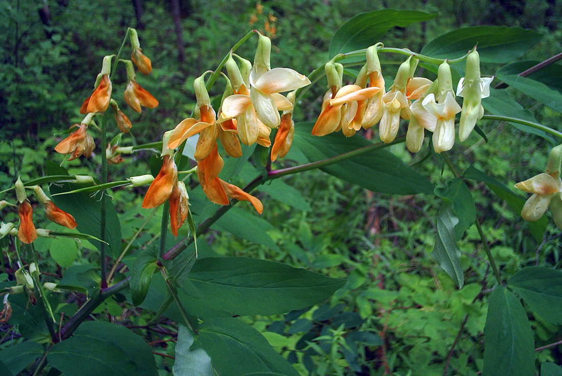 Изображение особи Lathyrus gmelinii.