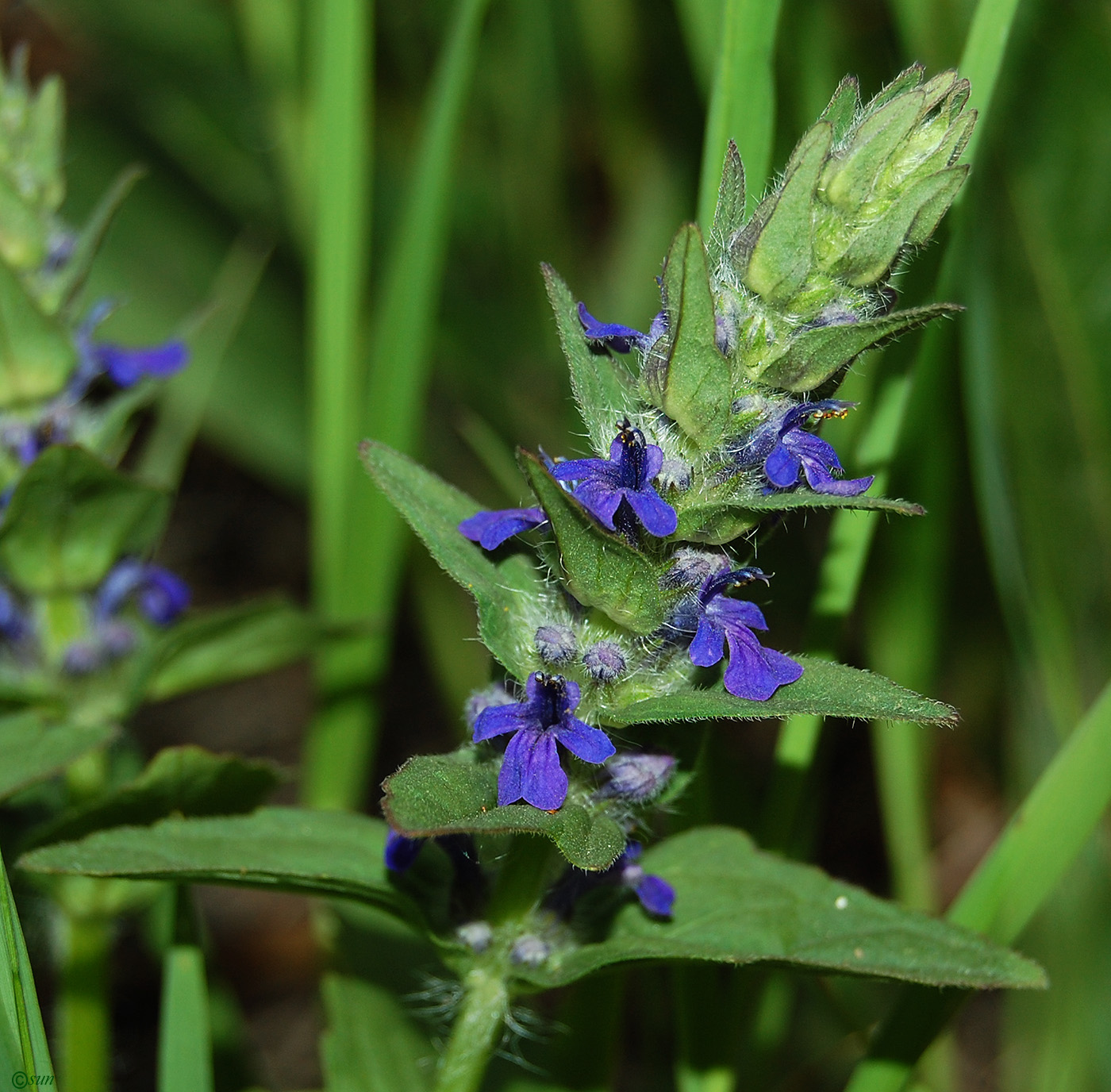 Изображение особи Ajuga genevensis.