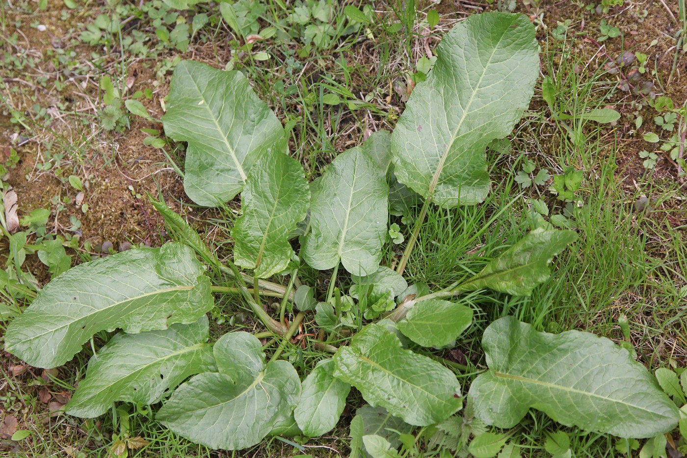 Image of Rumex obtusifolius specimen.