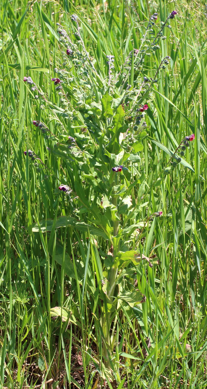 Image of Cynoglossum officinale specimen.
