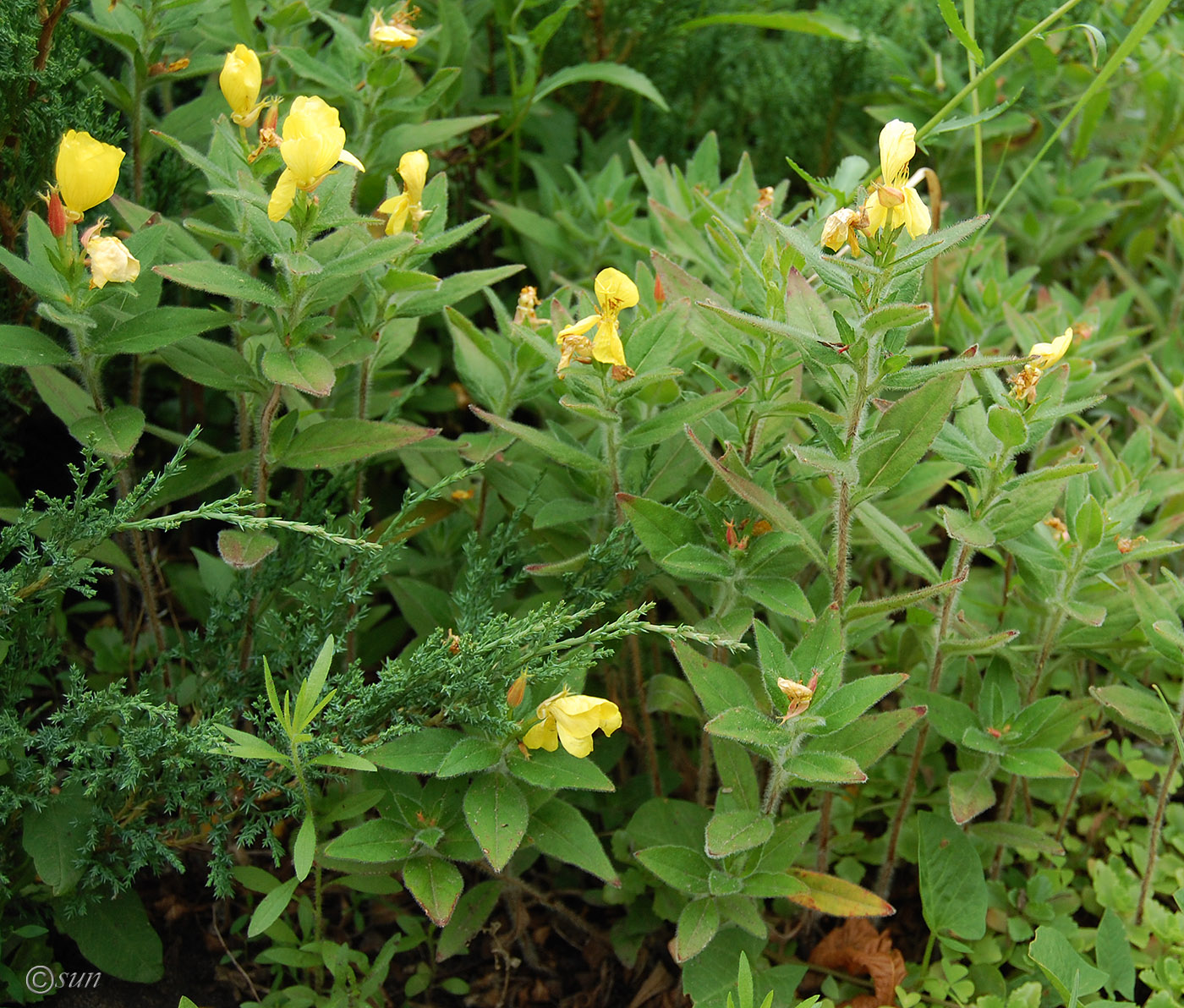 Изображение особи Oenothera pilosella.