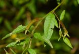 Ludwigia hyssopifolia. Часть веточки с плодами. Таиланд, о-в Пхукет, курорт Ката, край леса у дороги вдоль канала. 11.01.2017.
