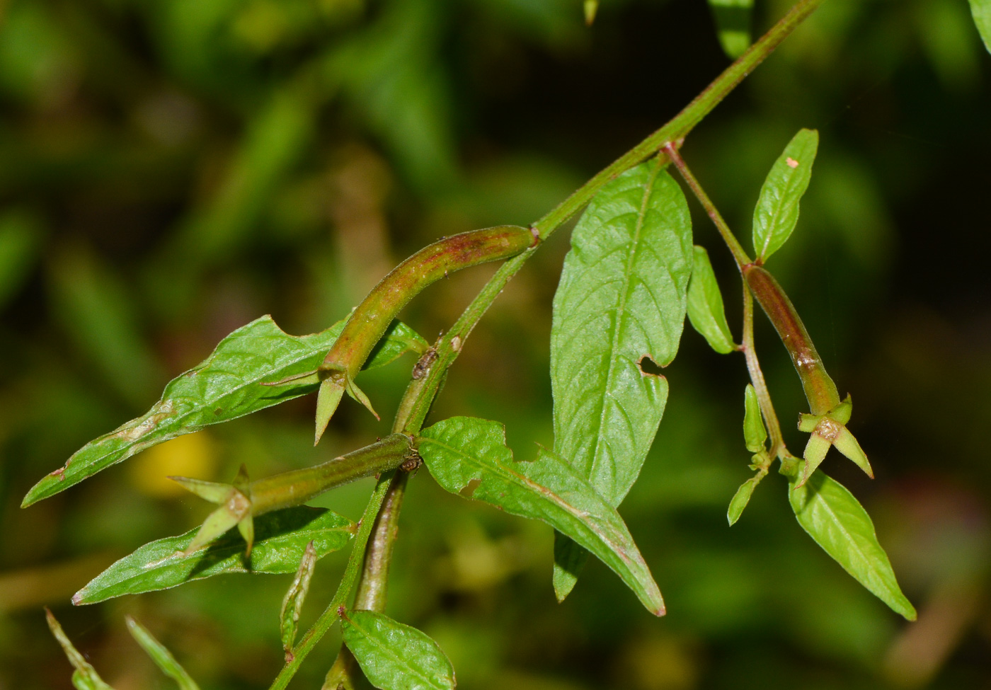 Image of Ludwigia hyssopifolia specimen.