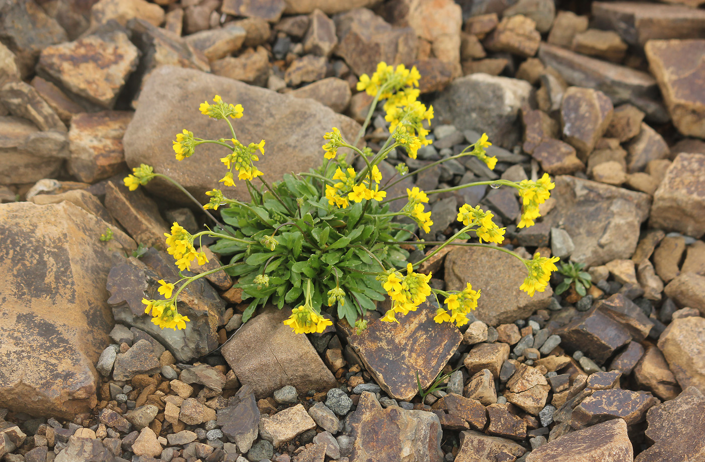 Image of Draba hispida specimen.