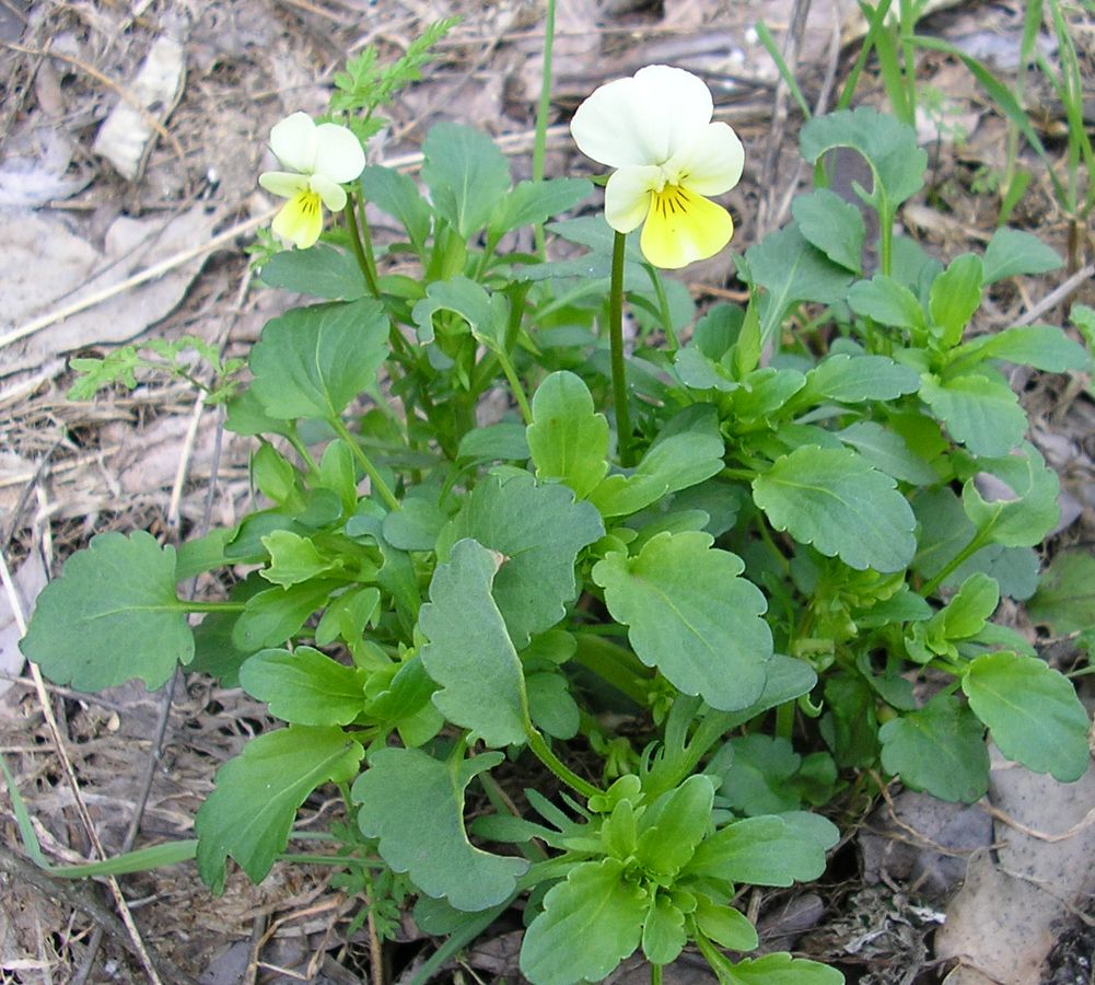 Image of Viola matutina specimen.