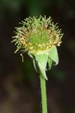 Geum urbanum
