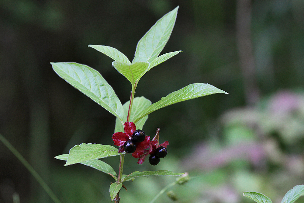 Image of Lonicera involucrata specimen.