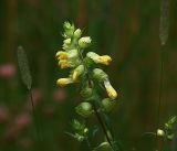 Rhinanthus aestivalis