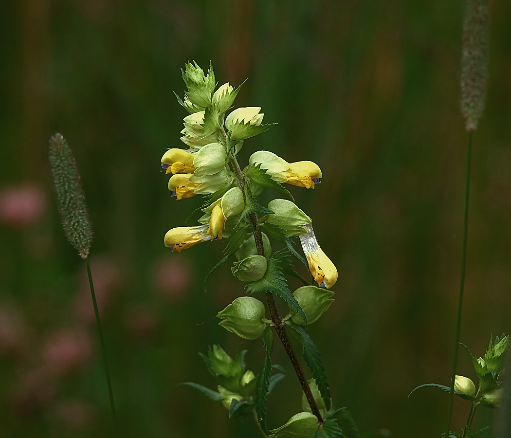 Image of Rhinanthus aestivalis specimen.