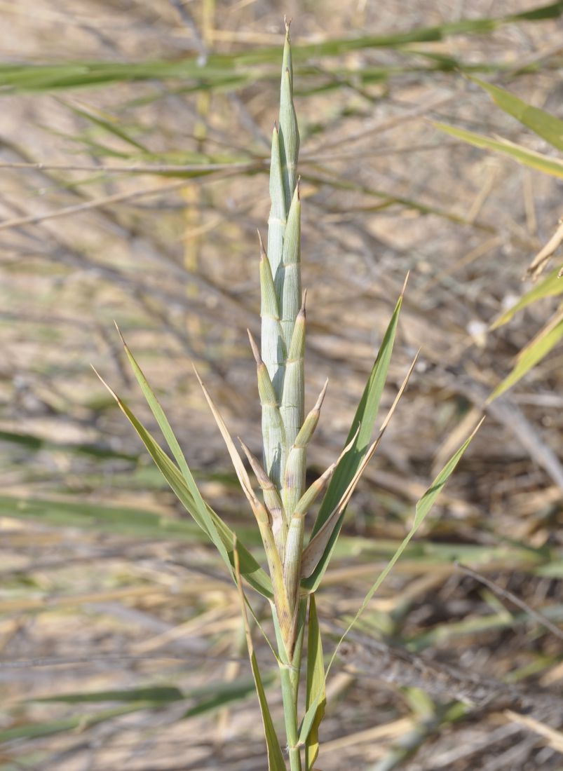 Image of Sporobolus pungens specimen.