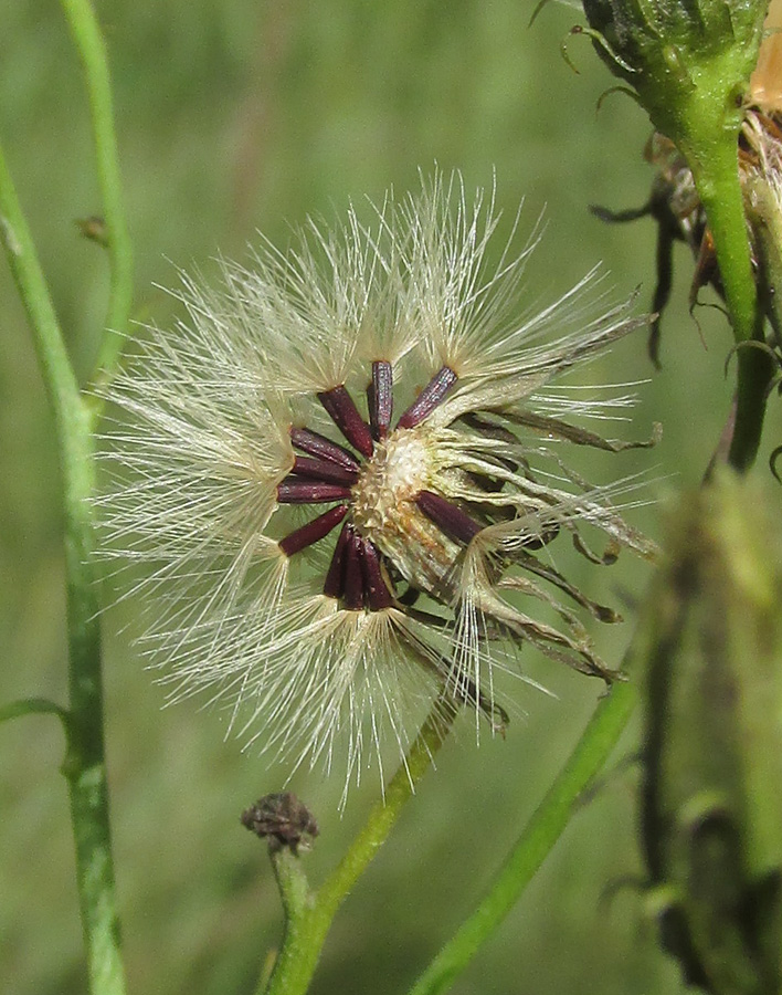 Image of Hieracium filifolium specimen.