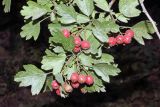 Crataegus pseudoheterophylla