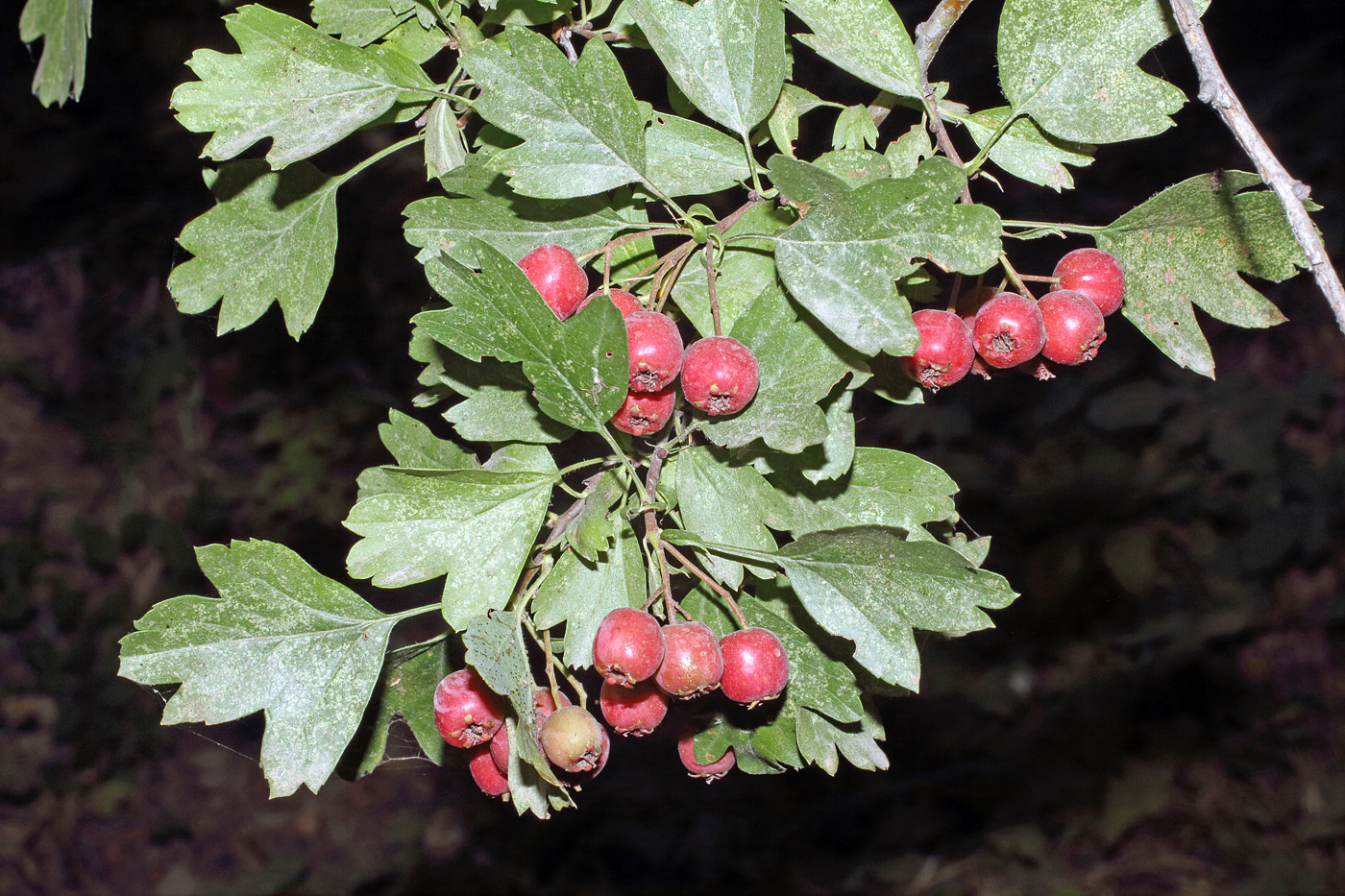 Image of Crataegus pseudoheterophylla specimen.