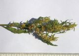 Rumex maritimus