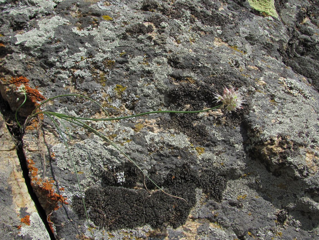 Image of Allium saxatile specimen.