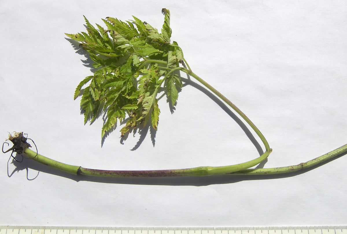 Image of Chaerophyllum aureum specimen.