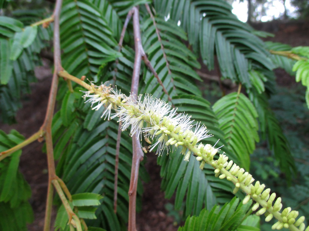 Image of Newtonia buchananii specimen.