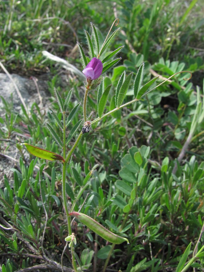 Изображение особи Vicia olbiensis.