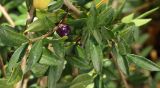 Lonicera ligustrina variety yunnanensis. Часть веточки с плодом. Южный берег Крыма, Никитский ботанический сад, в культуре. 29.10.2017.