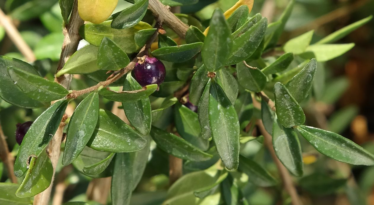 Изображение особи Lonicera ligustrina var. yunnanensis.